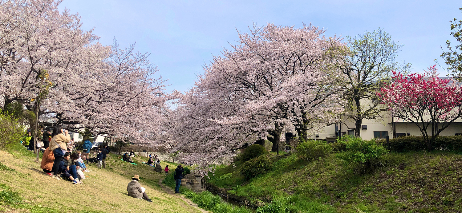 二ヶ領用水の桜