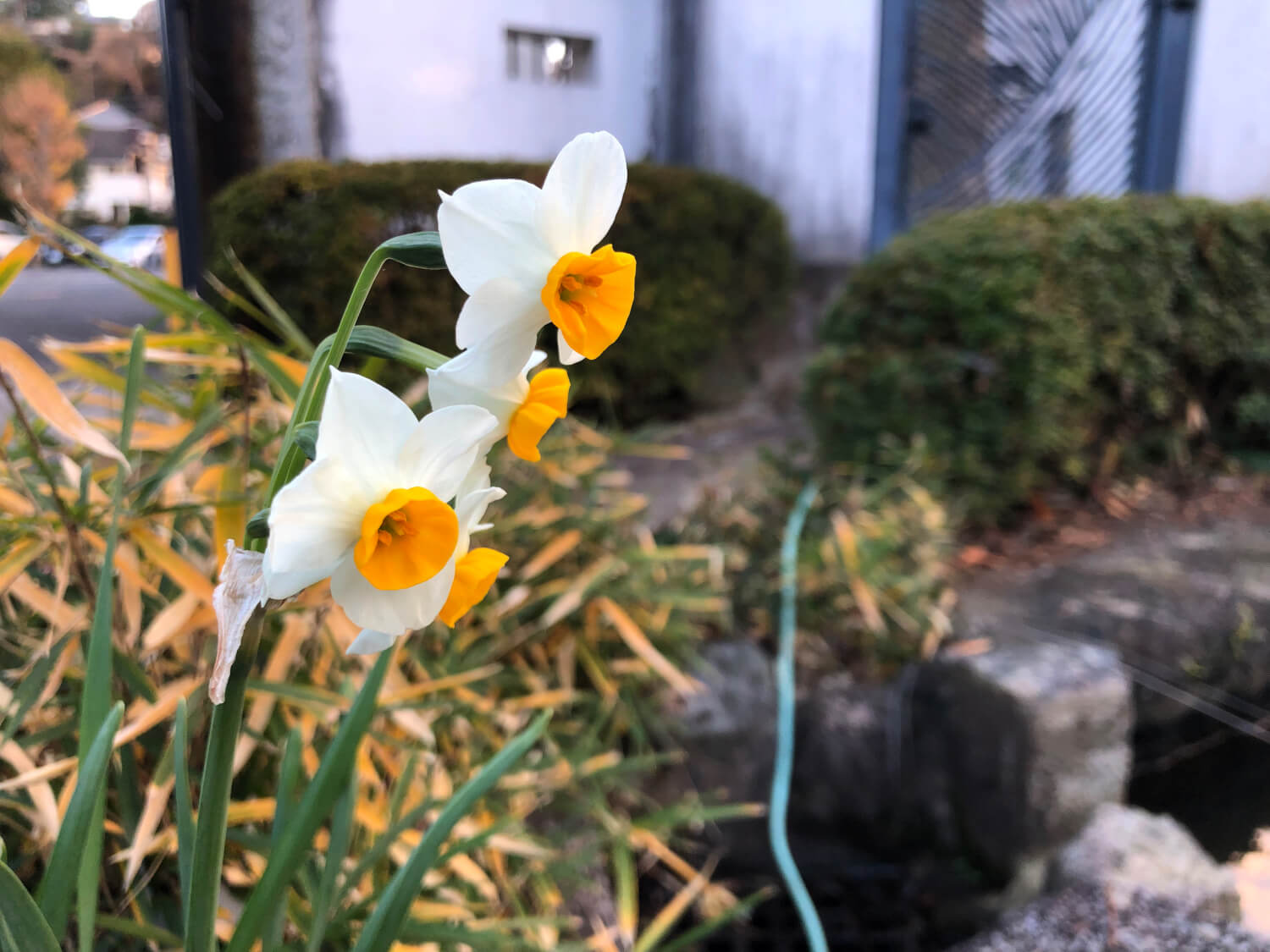 潮音寺の水仙