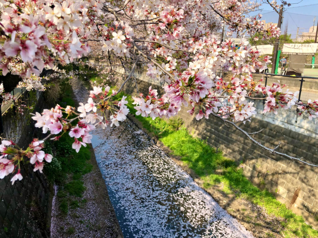 麻生川　桜