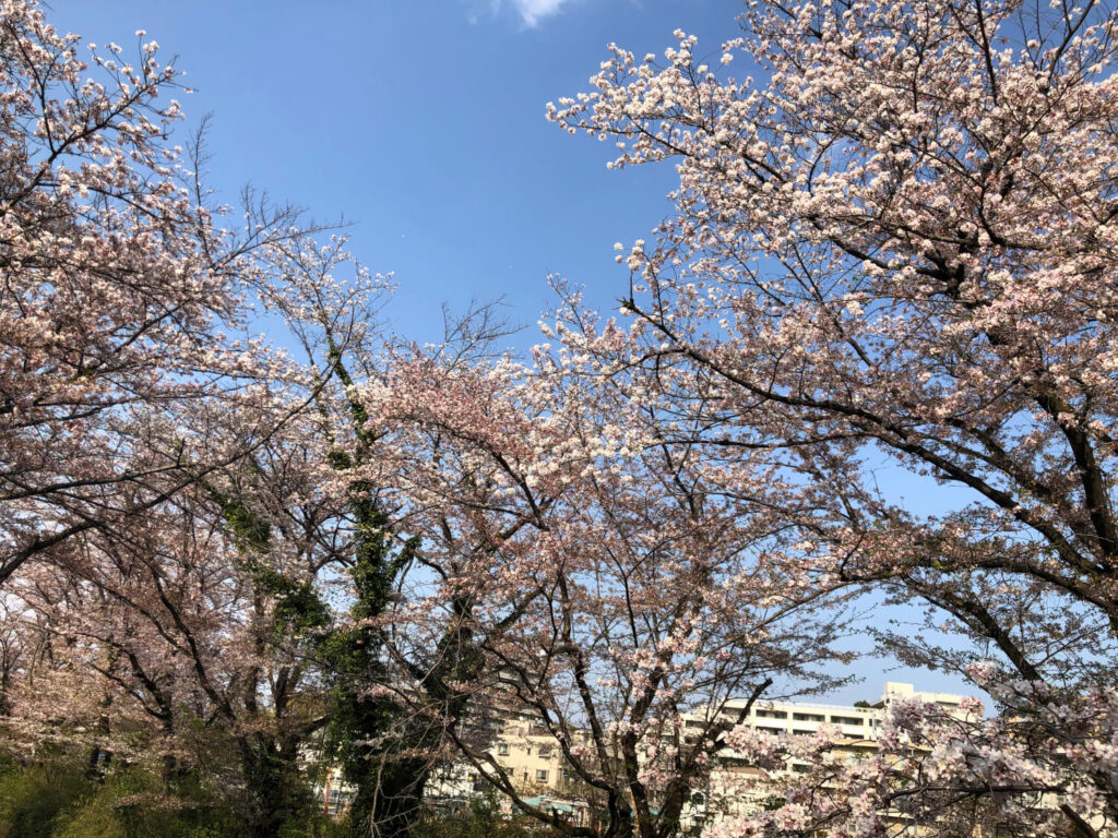 麻生川　桜