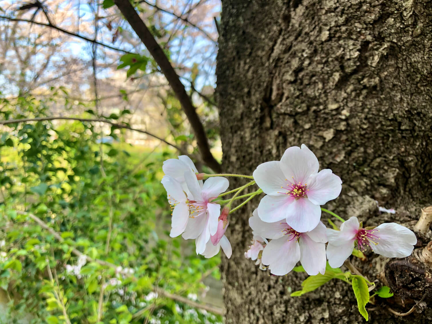 麻生川　桜